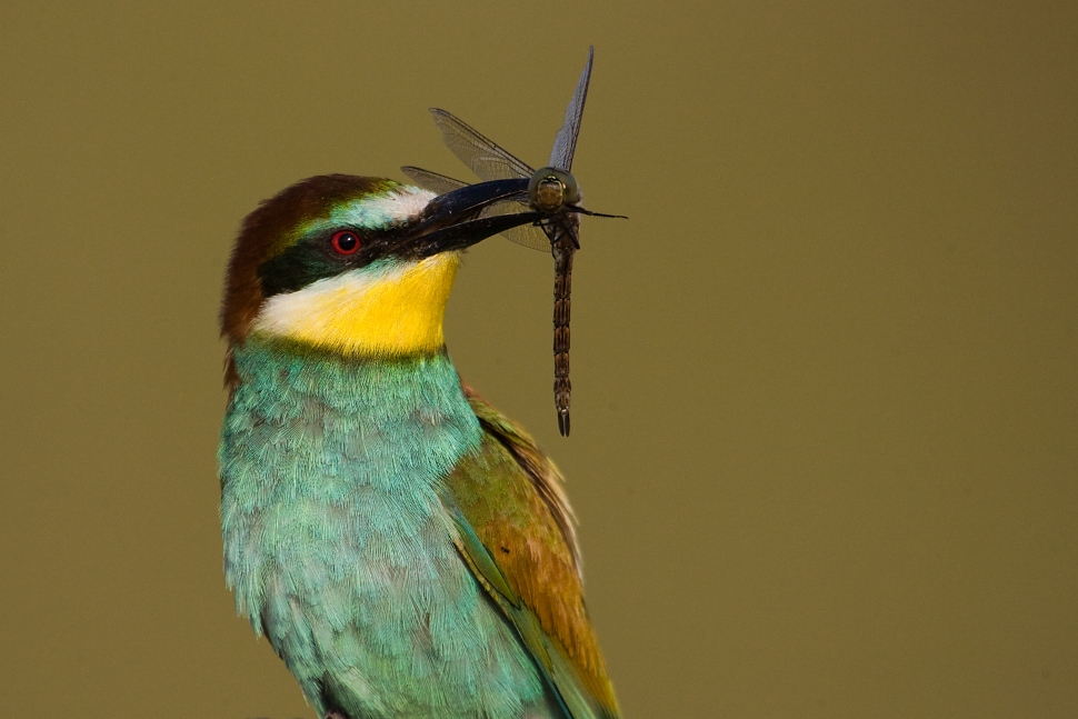 Včel&aacute;rik zlat&yacute; (Merops apiaster)