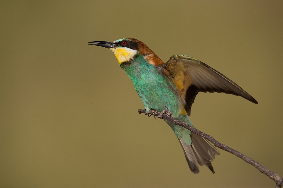 Včel&aacute;rik zlat&yacute; (Merops apiaster)