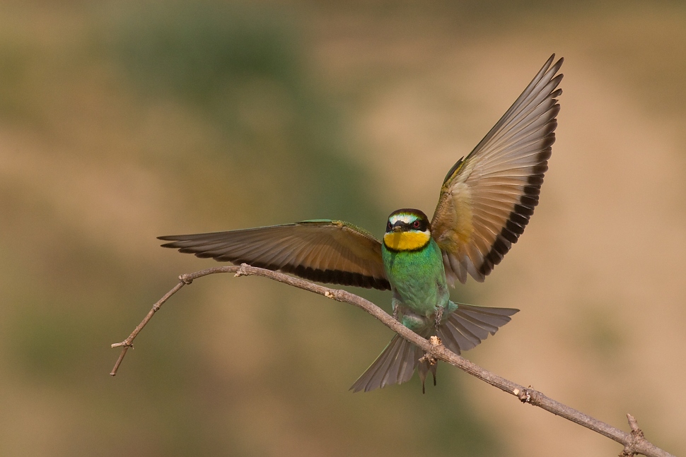 Včel&aacute;rik zlat&yacute; (Merops apiaster)