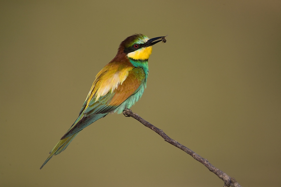 Včel&aacute;rik zlat&yacute; (Merops apiaster)