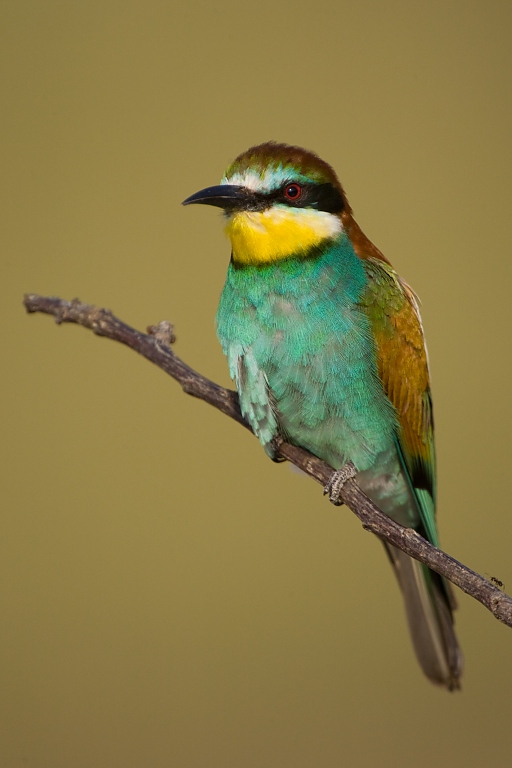 Včel&aacute;rik zlat&yacute; (Merops apiaster)
