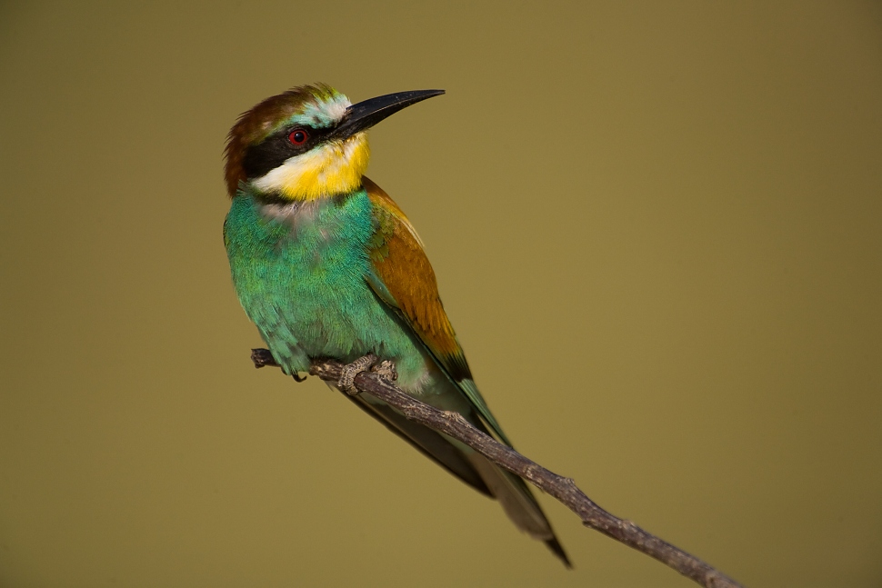 Včel&aacute;rik zlat&yacute; (Merops apiaster)