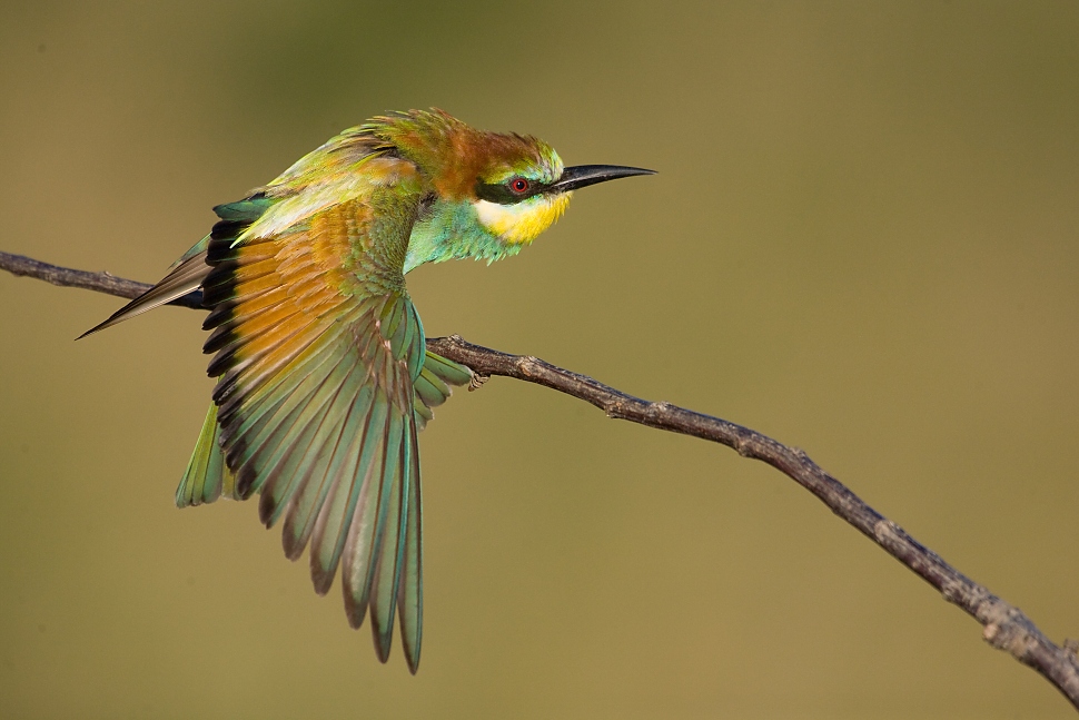 Včel&aacute;rik zlat&yacute; (Merops apiaster)