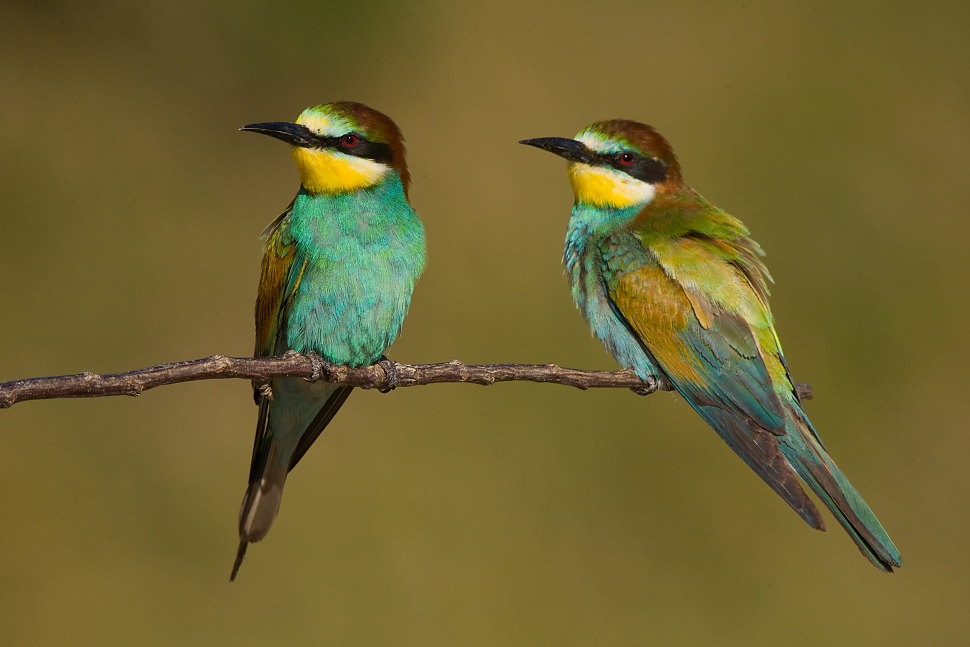 Včel&aacute;rik zlat&yacute; (Merops apiaster)