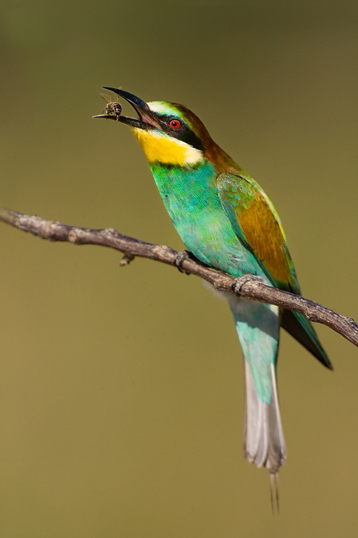 Včel&aacute;rik zlat&yacute; (Merops apiaster)