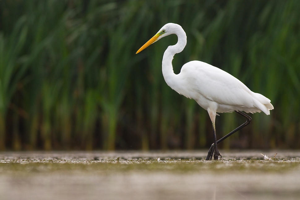 Volavka biela (Egretta alba)