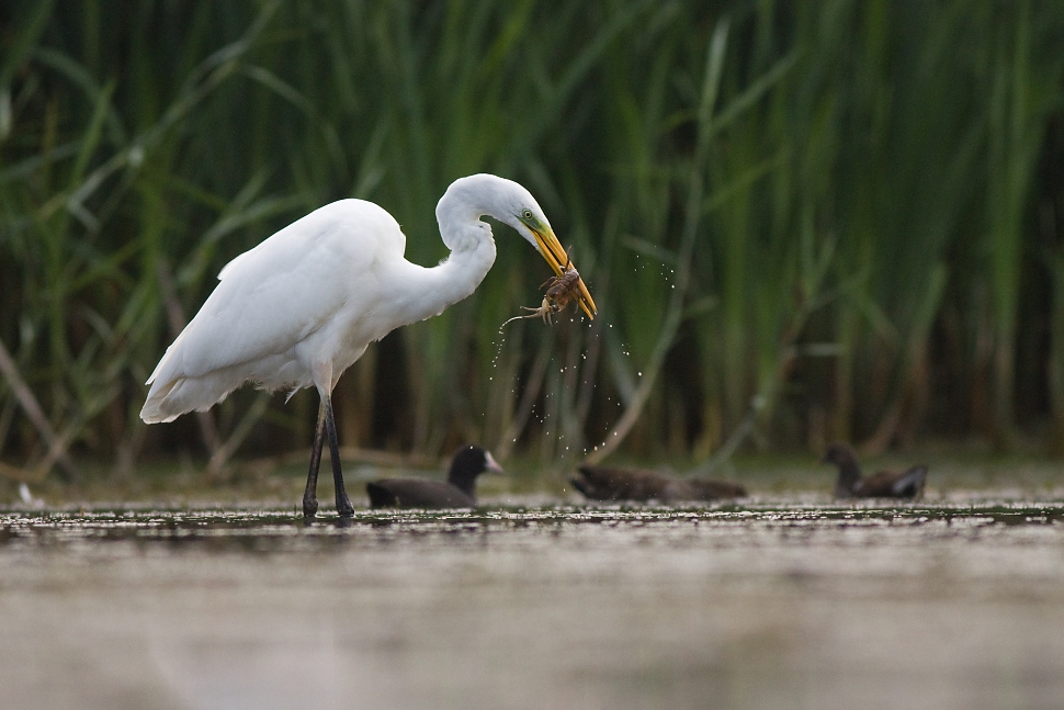 Volavka biela (Egretta alba)