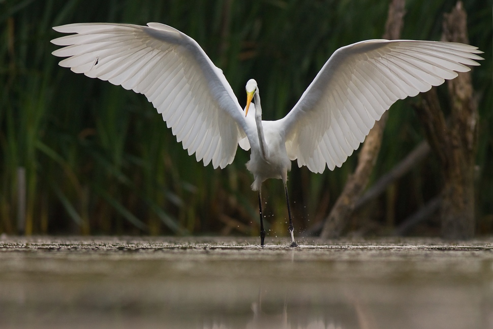 Volavka biela (Egretta alba)