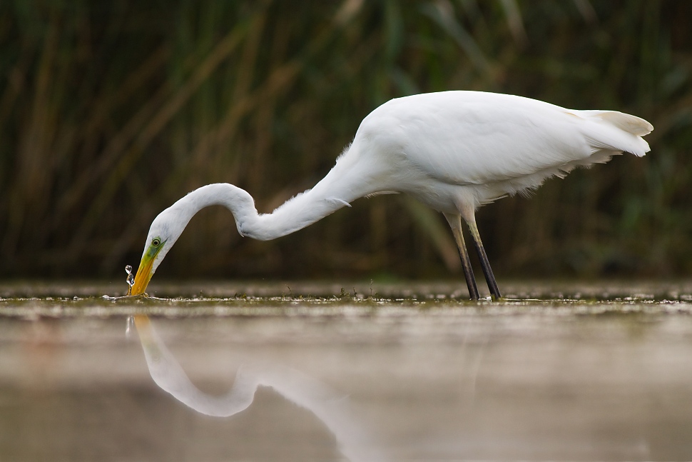 Volavka biela (Egretta alba)