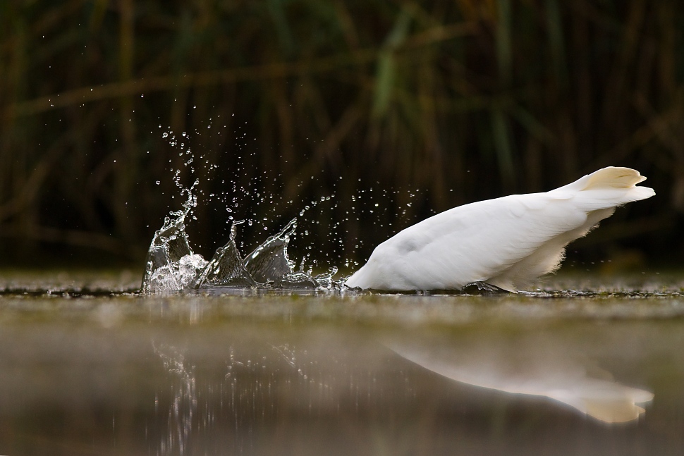 Volavka biela (Egretta alba)