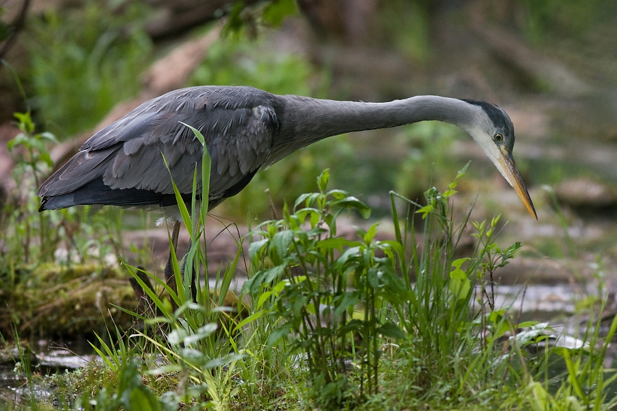 Volavka popolav&aacute; (Ardea cinerea)