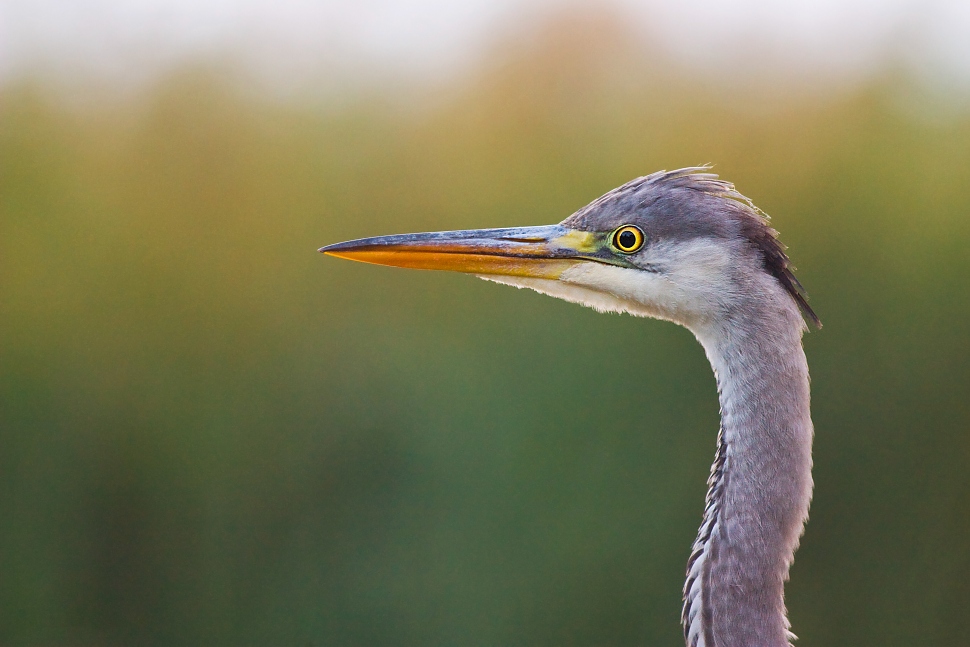 Volavka popolav&aacute; (Ardea cinerea)