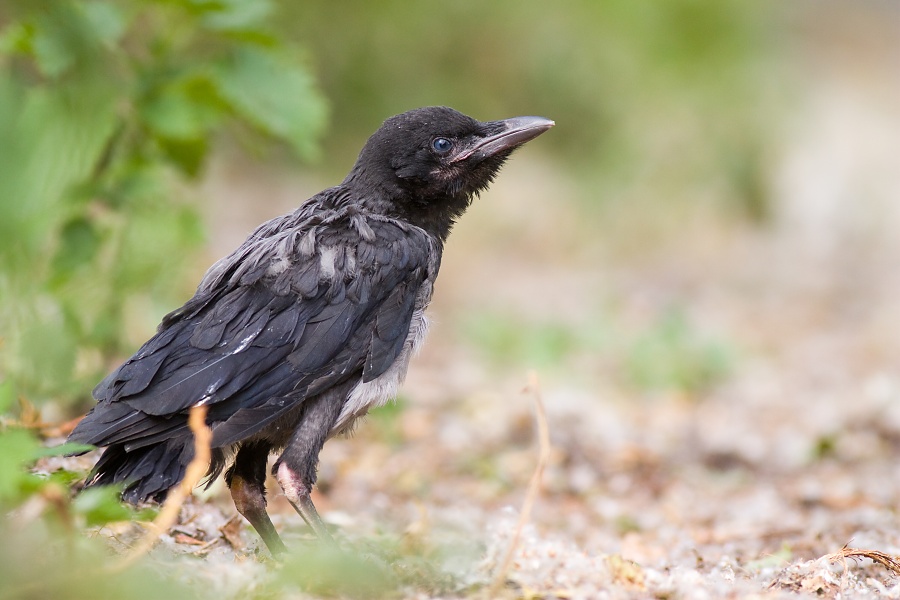 Vrana popolav&aacute; (Corvus cornix)