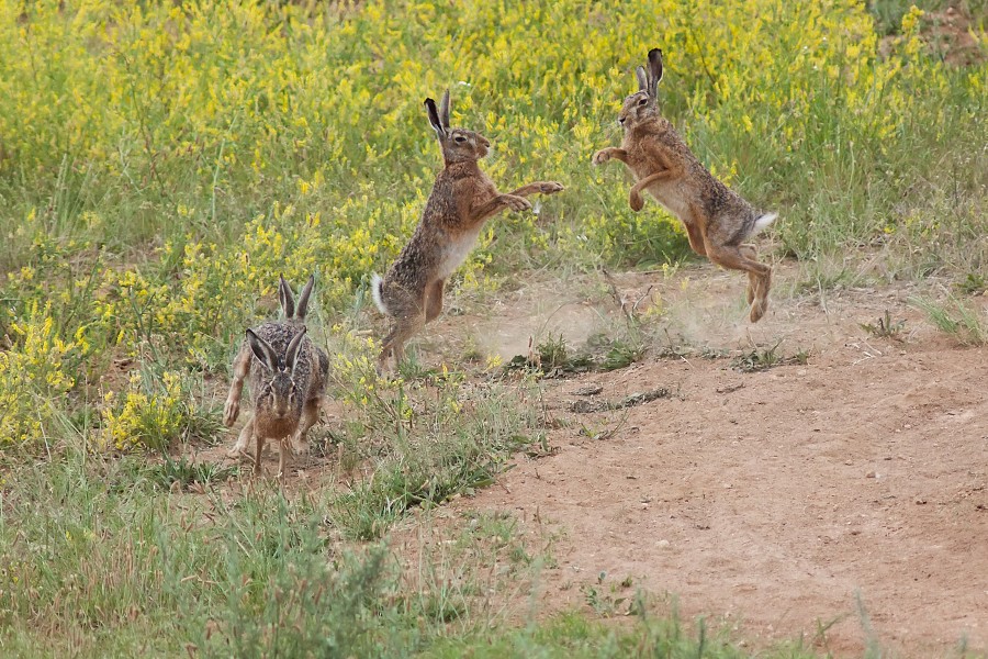 Zajac poľn&yacute; (Lepus europaeus)
