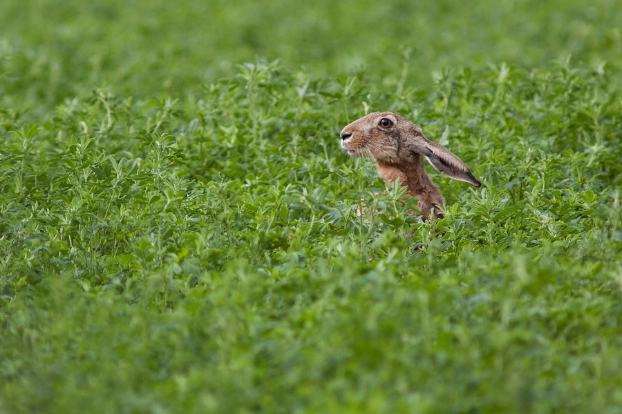 Zajac poľn&yacute; (Lepus europaeus)