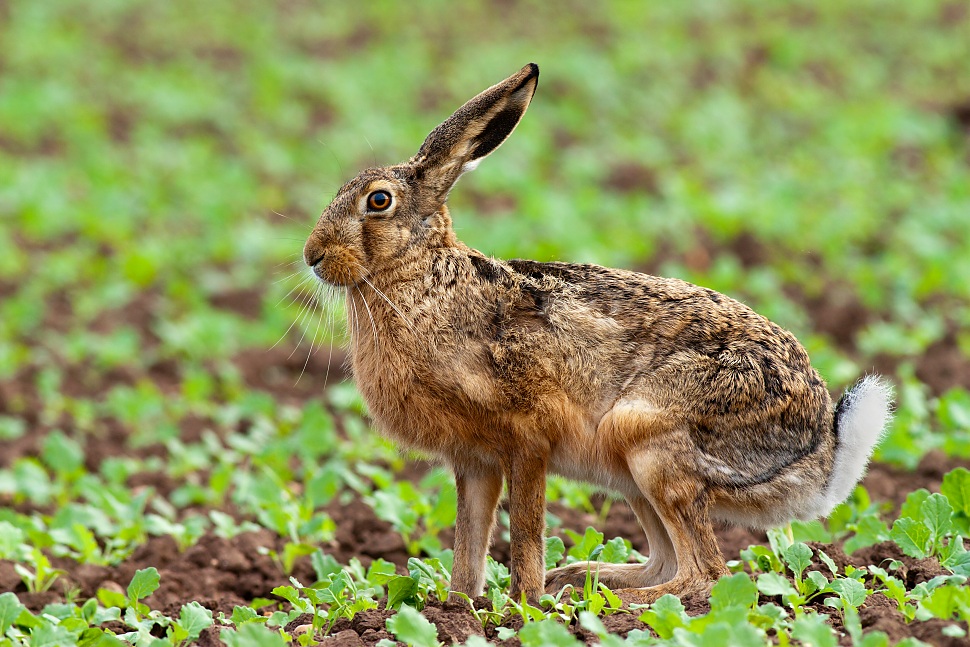 Zajac poľn&yacute; (Lepus europaeus)