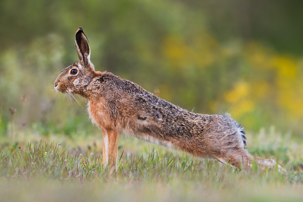Zajac poľn&yacute; (Lepus europaeus)