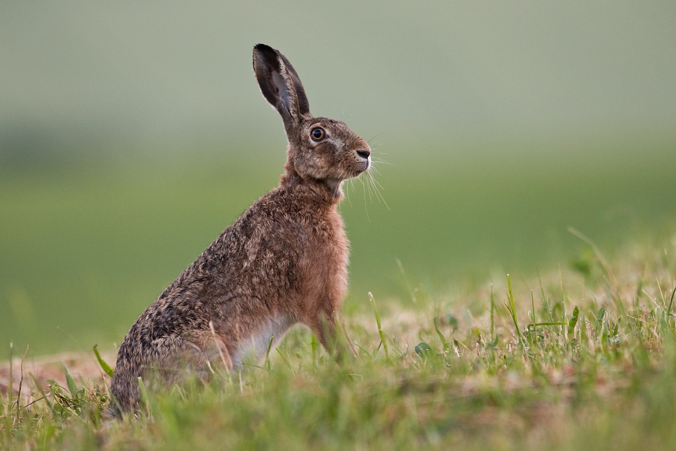 Zajac poľn&yacute; (Lepus europaeus)