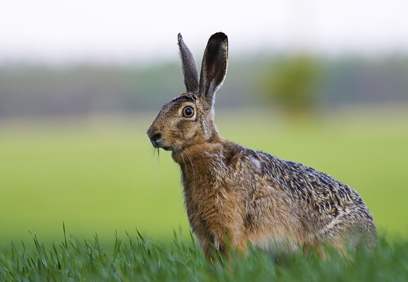 Zajac poľn&yacute; (Lepus europaeus)