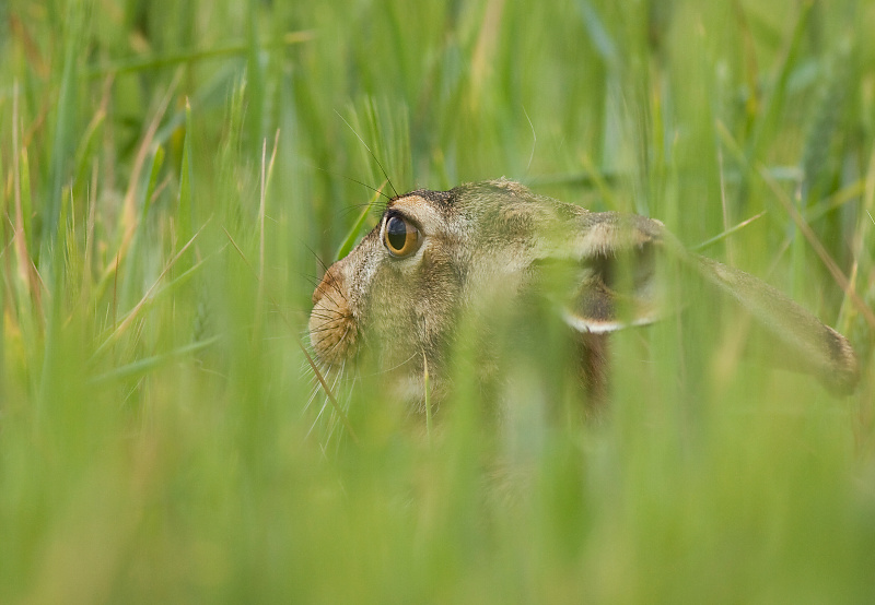 Zajac poľn&yacute; (Lepus europaeus)