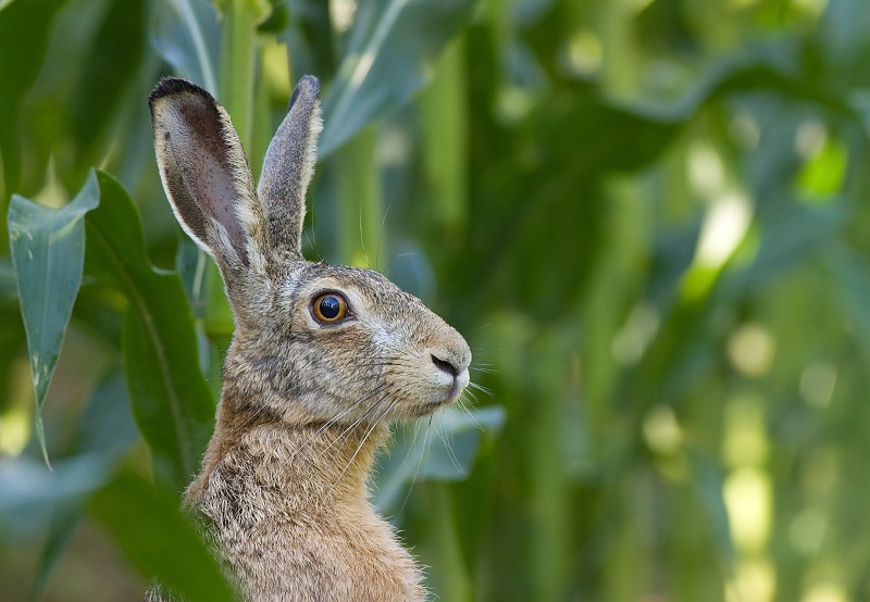Zajac poľn&yacute; (Lepus europaeus)