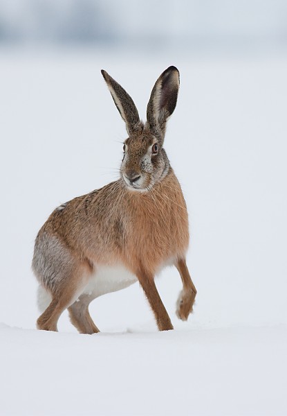 Zajac poľn&yacute; (Lepus europaeus)