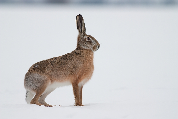 Zajac poľn&yacute; (Lepus europaeus)