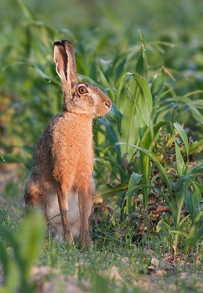 Zajac poľn&yacute; (Lepus europaeus)