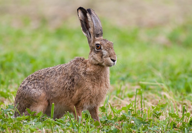 Zajac poľn&yacute; (Lepus europaeus)