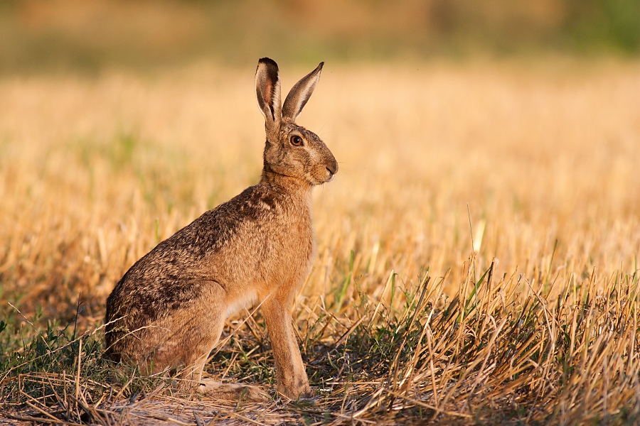 Zajac poľn&yacute; (Lepus europaeus)