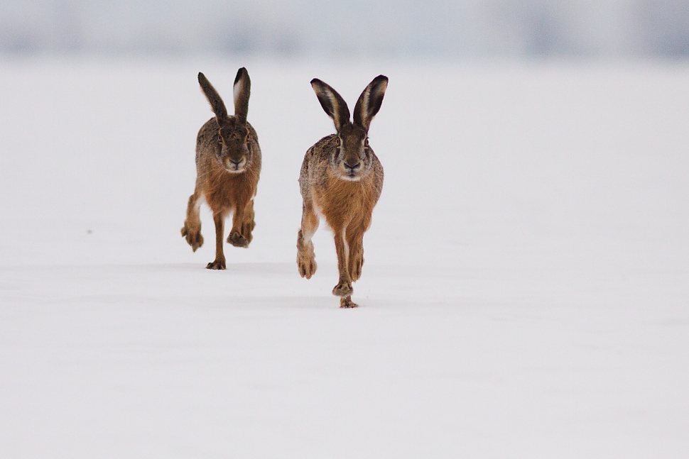 Zajac poľn&yacute; (Lepus europaeus)