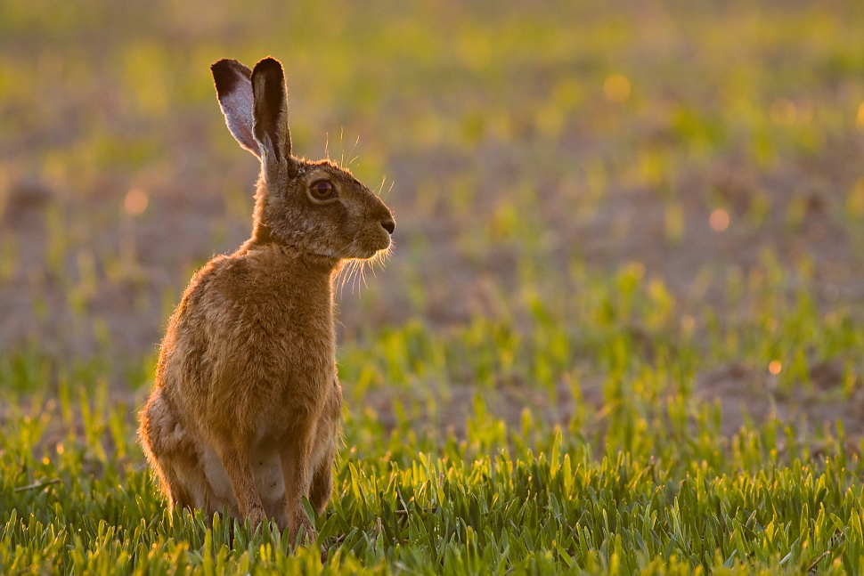 Zajac poľn&yacute; (Lepus europaeus)
