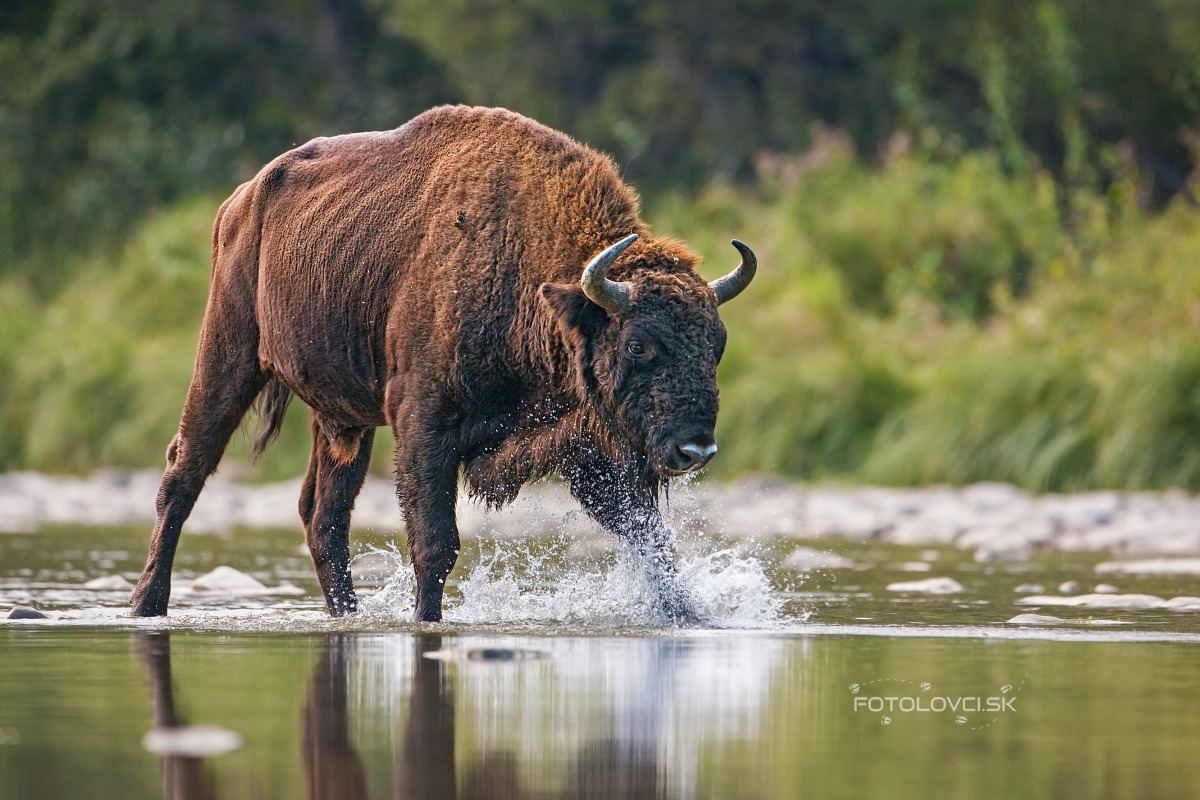Zubor lesn&yacute; (Bison bonasus)