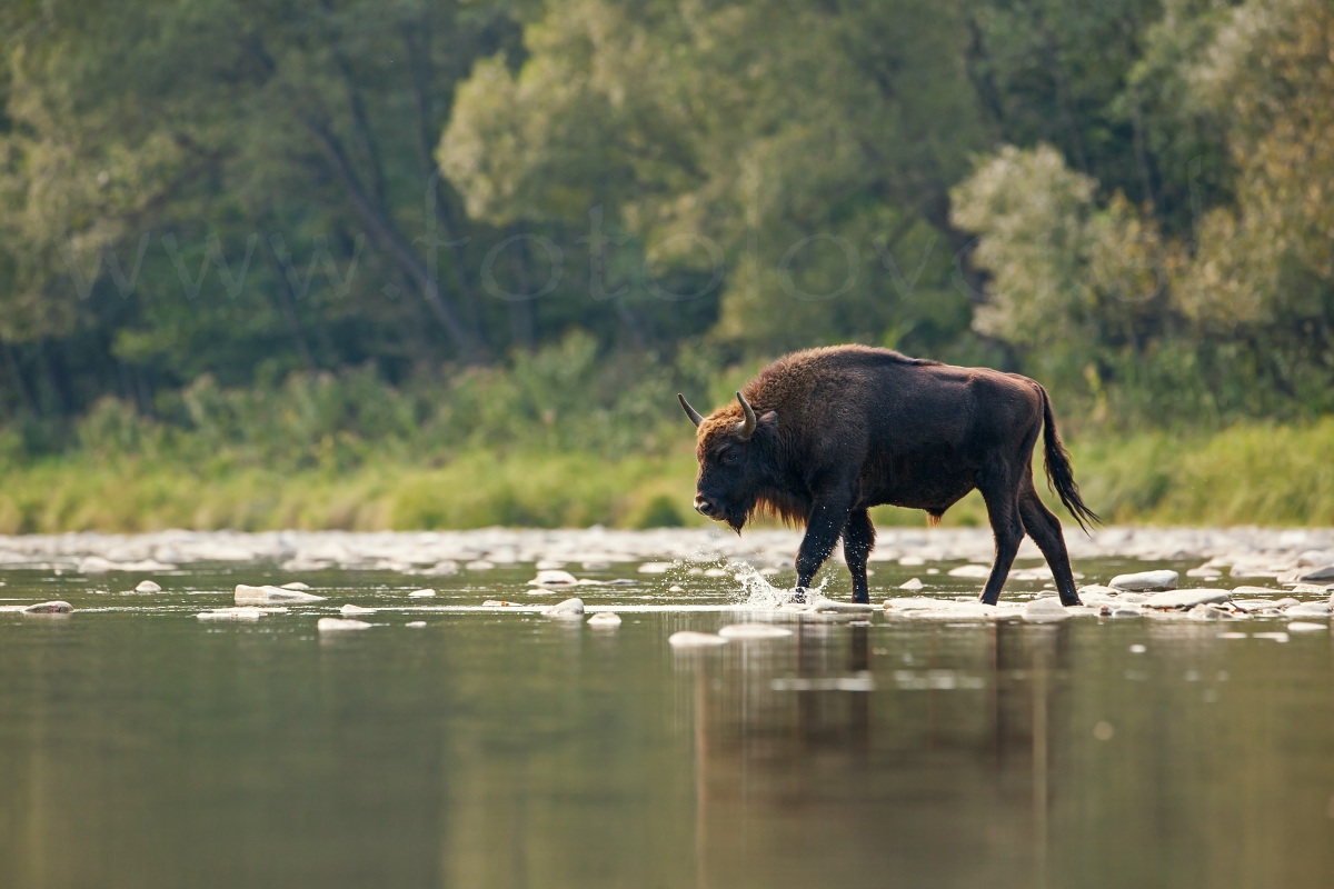 Zubor lesn&yacute; (Bison bonasus)