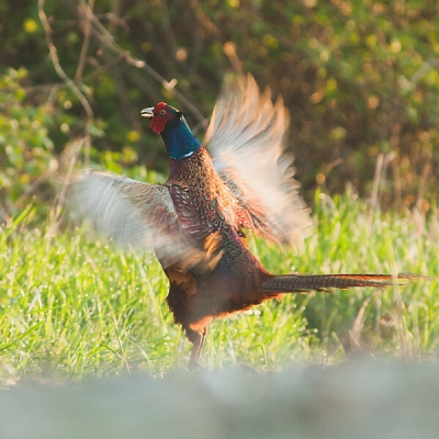 Bažant poľovn&yacute; (Phasianus colchicus)