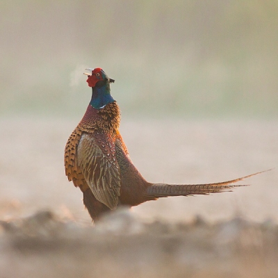 Bažant poľovn&yacute; (Phasianus colchicus)