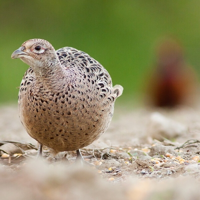 Bažant poľovn&yacute; (Phasianus colchicus)