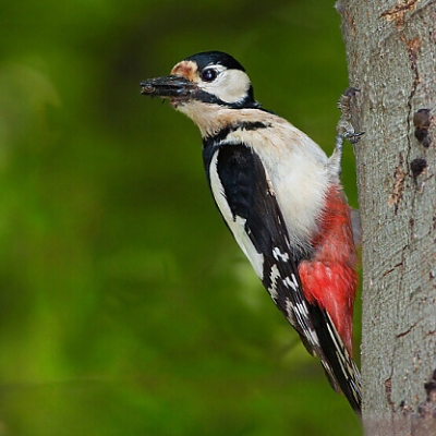 Ďateľ veľk&yacute; (Dendrocopos major)