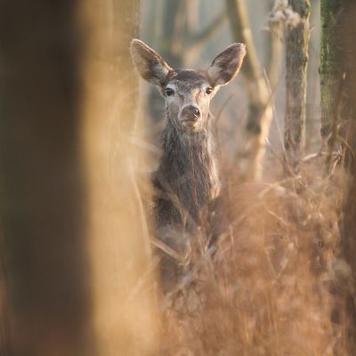 Jeleň lesn&yacute; (Cervus elaphus)
