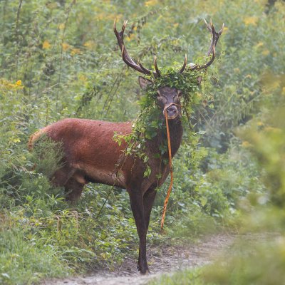 Jeleň lesn&yacute; (Cervus elaphus)