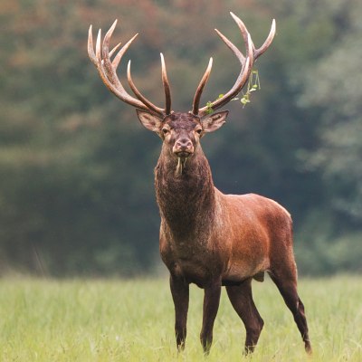 Jeleň lesn&yacute; (Cervus elaphus)