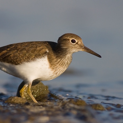 Kalužiak mal&yacute; (Actitis hypoleucos L.)