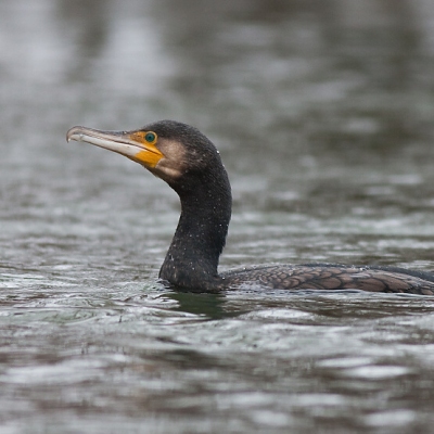Kormor&aacute;n veľk&yacute; (Phalacrocorax carbo)