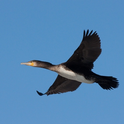 Kormor&aacute;n veľk&yacute; (Phalacrocorax carbo)