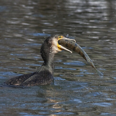 Kormor&aacute;n veľk&yacute; (Phalacrocorax carbo)