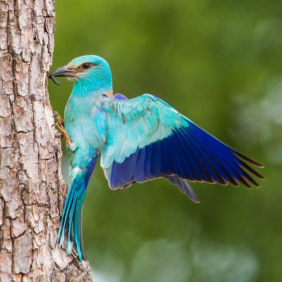 Krakľa belas&aacute; (Coracias garrulus)