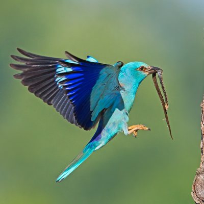 Krakľa belas&aacute; (Coracias garrulus)