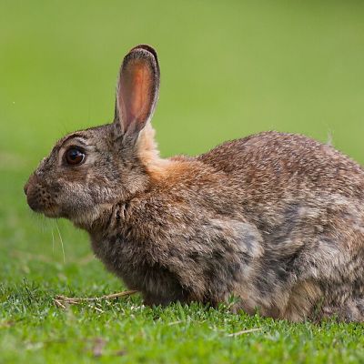 Kr&aacute;lik div&yacute; (Oryctolagus cuniculus)