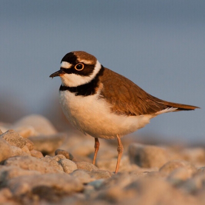 Kul&iacute;k riečny (Charadrius dubius)