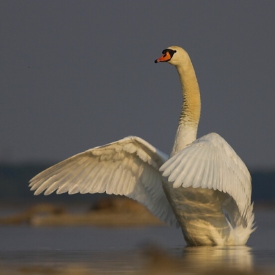 Labuť veľk&aacute; (Cygnus olor)